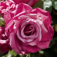 Image result for Hot Pink Hybrid Tea Roses