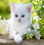 Image result for Cute Cats with Cool Backgrounds