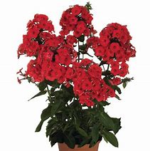Image result for Phlox Red Flame (Paniculata-Group)
