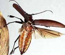 Image result for World's Largest Flying Insect
