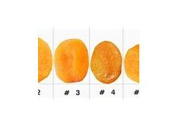 Image result for Apricot Size