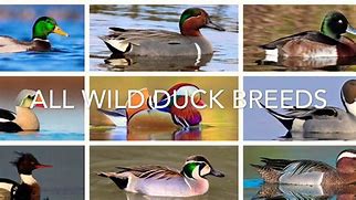 Image result for All Duck Species