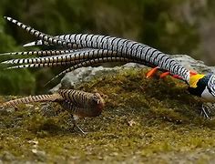 Image result for chrysolophus_amherstiae