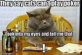Image result for Poker Face Cat Meme