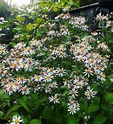 Image result for ASTER DIVARICATUS  BETH CHATTO