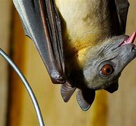 Image result for Straw-Colored Fruit Bat