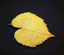 Image result for Gold Leaves Wallpaper