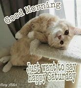 Image result for Good Morning Cat Meme Saturday
