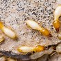 Image result for Termite Infested Wood