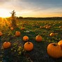 Image result for Pumpkin Patch Photography