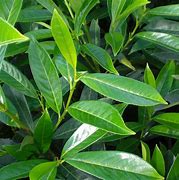 Image result for Prunus laurocerasus Caucasica