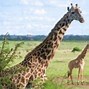 Image result for Kenya Landmarks Cards