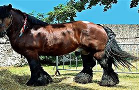 Image result for Draft Horse Heavy Feathering