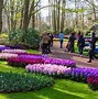 Image result for Tulip Gardens in Amsterdam
