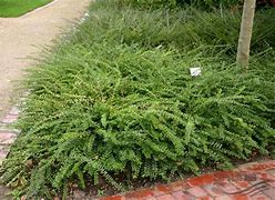 Image result for Lonicera pileata