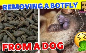 Image result for Bot Fly Removal Dog
