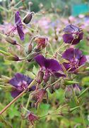 Image result for Geranium phaeum ‘Mrs Charle’