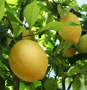 Image result for Seedless Lemon Plant