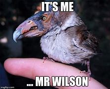 Image result for Bird Feeder Meme