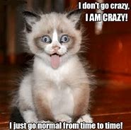 Image result for Cat Crazy Look Meme
