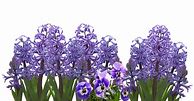 Image result for Hyacinth Flower Pronunciat