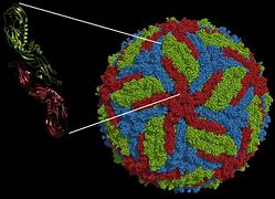 Image result for Zika Virus Structure