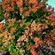 Image result for Acer Negundo Tree