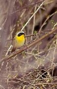 Image result for YellowThread