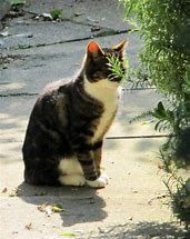 Image result for Mint Green Cat