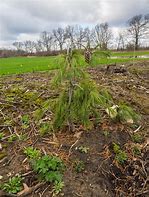 Image result for Semi-Dwarf Apple Tree