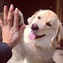 Image result for Animal High Five Meme