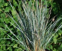 Image result for Helictotrichon sempervirens