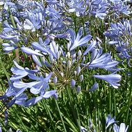 Image result for Agapanthus Peter Pan (Funnel-Group)