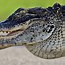 Image result for Alligator Types