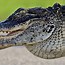 Image result for Alligator Pics