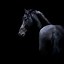Image result for Horse HD Android Wallpaper