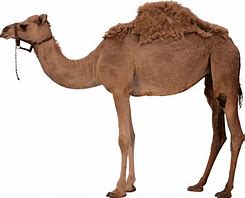 Image result for Camel 2D Cartoon Image