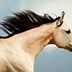 Image result for Endurance Horse Quotes