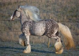 Image result for Gypsy Vanner Colors