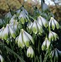 Image result for Galanthus Wifi Take a Break