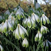 Image result for Galanthus Wifi Whiplash