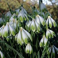 Image result for Galanthus Wifi Dipping