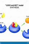 Image result for Enzyme Synthesis