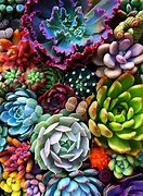 Image result for Colored Succulents