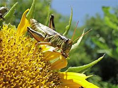 Image result for Eating Crickets