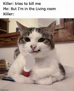 Image result for Killer Cat Meme Funny