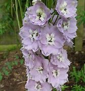Bildergebnis für Delphinium magic fountain Lilac Rose/White Bee