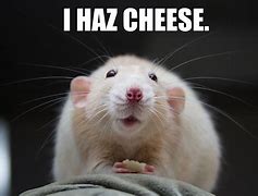 Image result for Mouse Cheese Meme