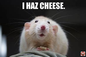 Image result for Rat Smiling Meme