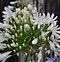 Agapanthus White Heaven (Funnel-Group) に対する画像結果